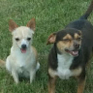 Meet your Posher, Puppy